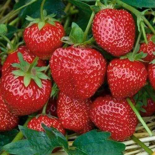 Клубника СЕЛЬВА ремонтантная  Клубника СЕЛЬВА ремонтантная в Орше