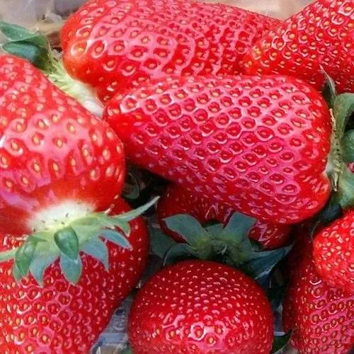 Клубника АМИ  Клубника АМИ в Орше