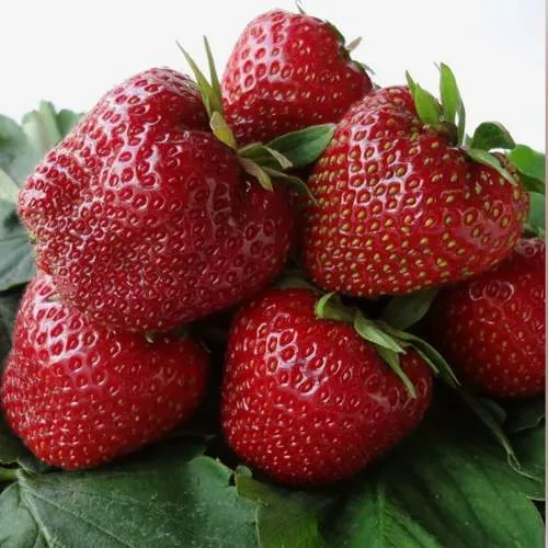 Клубника НАБИЛА  Клубника НАБИЛА в Орше