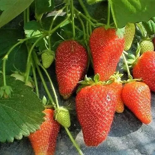 Клубника РОКСАНА  Клубника РОКСАНА в Орше