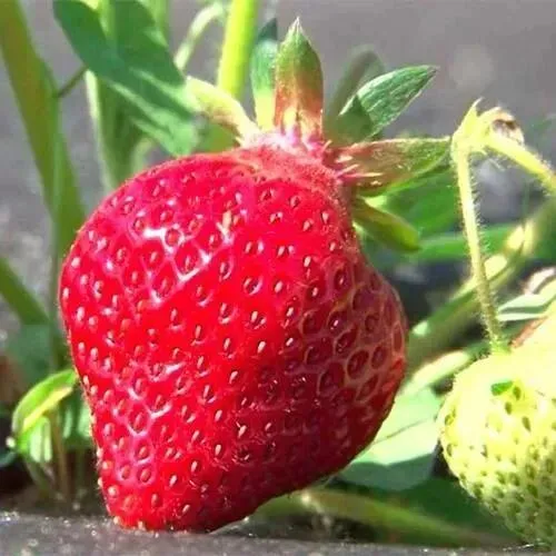 Клубника ХОНЕЙ  Клубника ХОНЕЙ в Орше