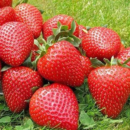 Клубника ЭЛИАНЕ  Клубника ЭЛИАНЕ в Орше