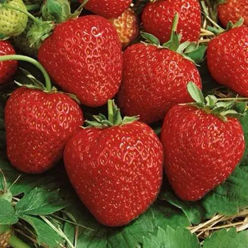 Клубника КОРОНА  Клубника КОРОНА в Орше