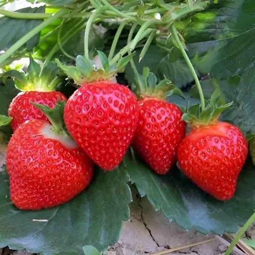 Клубника ТЕА  Клубника ТЕА в Орше