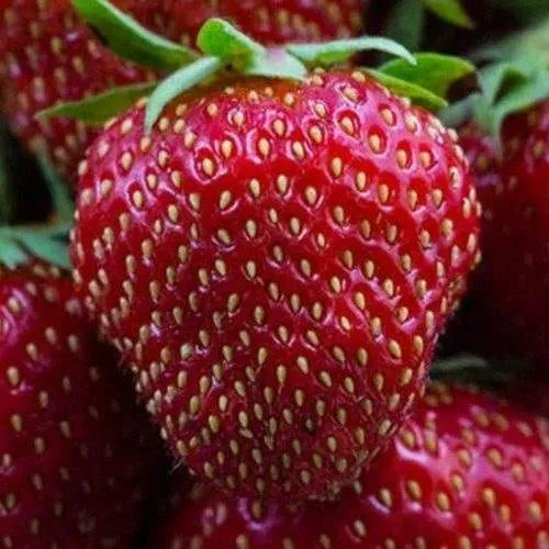 Клубника НАНДИ  Клубника НАНДИ в Орше