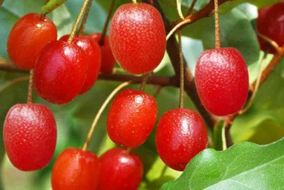 гуми.jpg гуми.jpg