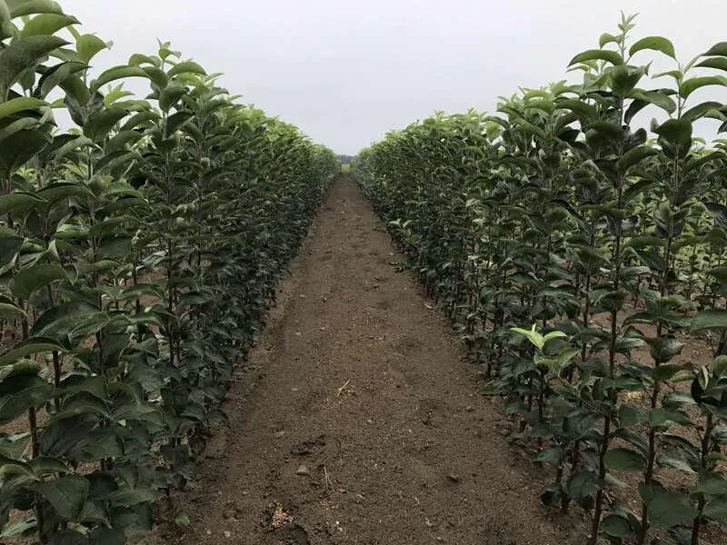 sazhentsy_kupit_optom.jpg sazhentsy_kupit_optom.jpg