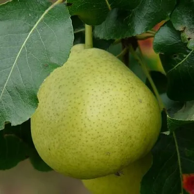 Груша САНРЕМО колонновидная в Орше