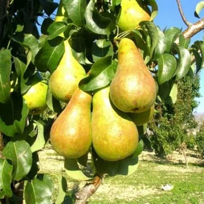 Груша Г-9 колонновидная  Груша Г-9 колонновидная в Орше