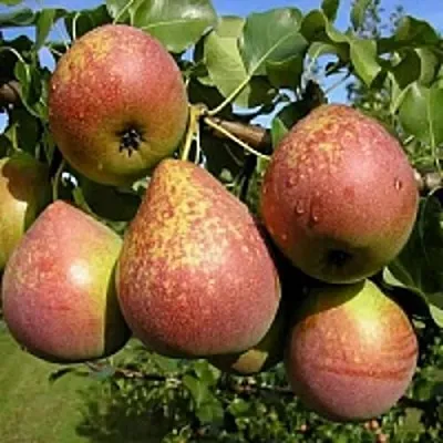 Груша МРАМОРНАЯ  Груша МРАМОРНАЯ в Орше