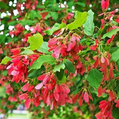 Клен татарский  Клен татарский в Орше