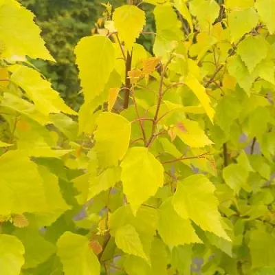 Берёза ГОЛДЕН ОБЕЛИСК повислая   Берёза ГОЛДЕН ОБЕЛИСК повислая  в Орше