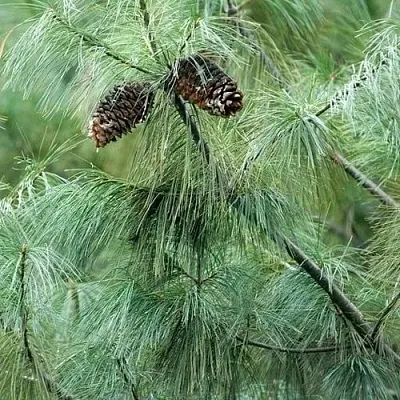 Сосна АРМАНДИ  Сосна АРМАНДИ в Орше