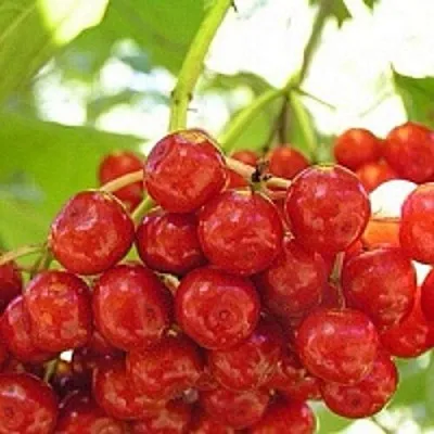 Калина КИЕВСКАЯ САДОВАЯ  Калина КИЕВСКАЯ САДОВАЯ в Орше