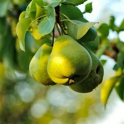 Груша СТОЛИЧНАЯ колонновидная в Орше