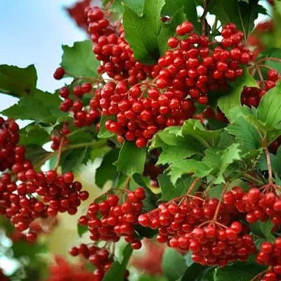 Калина ТАЕЖНЫЕ РУБИНЫ  Калина ТАЕЖНЫЕ РУБИНЫ в Орше