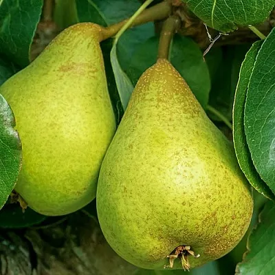 Груша Г-6 колонновидная в Орше