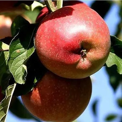 Яблоня АНТЕЙ КИЕВСКИЙ колонновидная  Яблоня АНТЕЙ КИЕВСКИЙ колонновидная в Орше