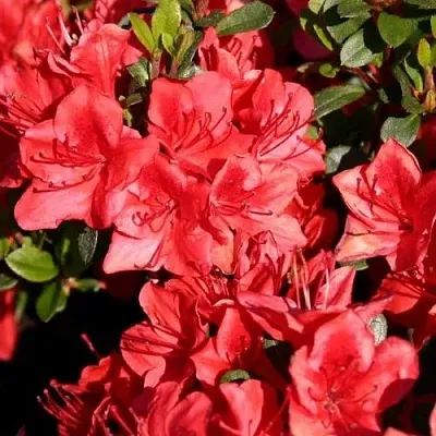 Азалия ФРИДОЛАЙН японская  Азалия ФРИДОЛАЙН японская в Орше