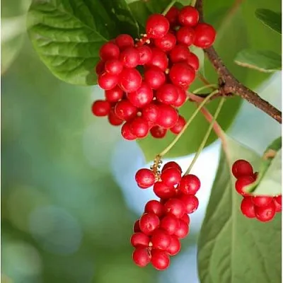 Лимонник ДЕБЮТ китайский  Лимонник ДЕБЮТ китайский в Орше