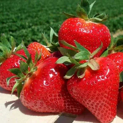 Клубника ДЖОЛИ в Орше