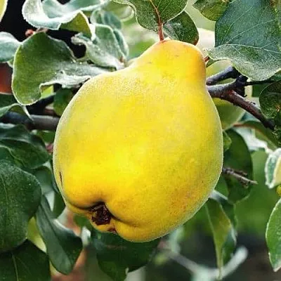 Айва РУМО в Орше