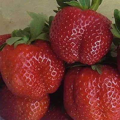 Клубника ДЕСТЕНИ в Орше