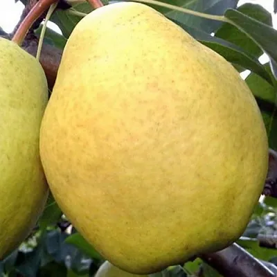 Груша ОСЕННИЙ ВЕЛИКАН  Груша ОСЕННИЙ ВЕЛИКАН в Орше