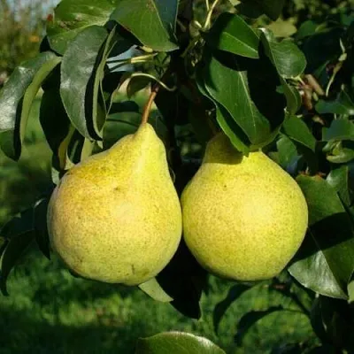 Груша ПРОСТО МАРИЯ  Груша ПРОСТО МАРИЯ в Орше