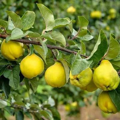 Айва ТРИУМФ в Орше