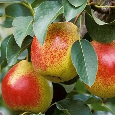 Груша ГОРНАЯ КРАСАВИЦА  Груша ГОРНАЯ КРАСАВИЦА в Орше