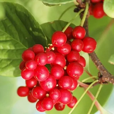 Лимонник ДЕДОВСКИЙ  Лимонник ДЕДОВСКИЙ в Орше