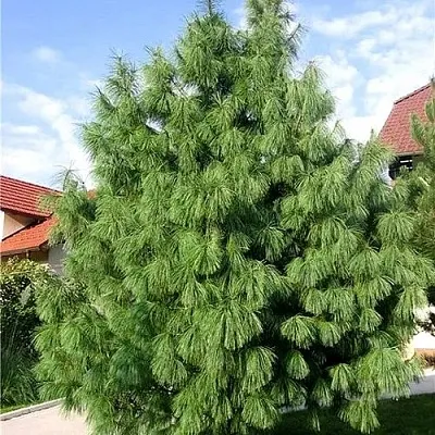 Сосна гриффита  Сосна гриффита в Орше