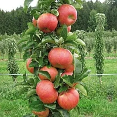 Яблоня ЯНТАРНОЕ ОЖЕРЕЛЬЕ колонновидная  Яблоня ЯНТАРНОЕ ОЖЕРЕЛЬЕ колонновидная в Орше