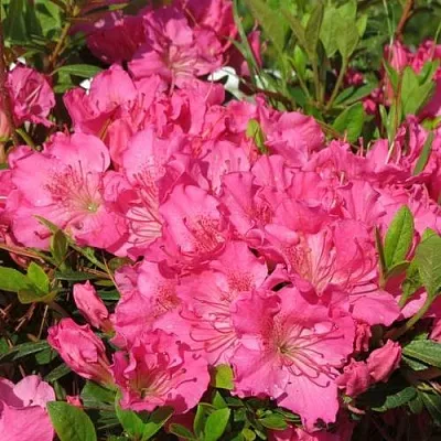 Азалия КИРСТИН японская  Азалия КИРСТИН японская в Орше