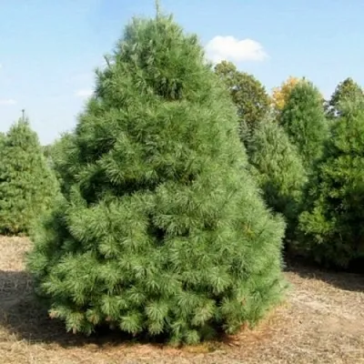 Сосна ВЕЙМУТОВА  Сосна ВЕЙМУТОВА в Орше