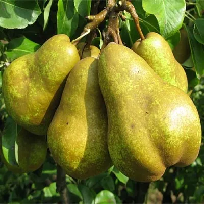Груша СИЛЬВА  Груша СИЛЬВА в Орше