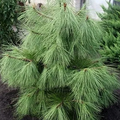 Сосна желтая   Сосна желтая  в Орше