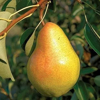 Саженцы груши Велеса Саженцы груши Велеса