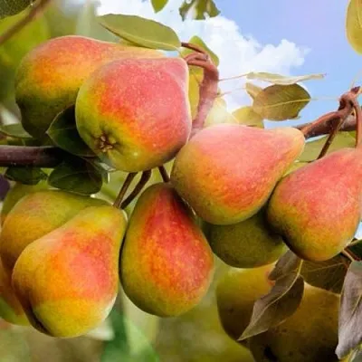 Груша ЗАБАВА  Груша ЗАБАВА в Орше