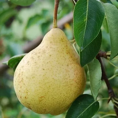 Груша МОСКВИЧКА