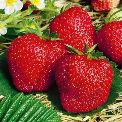 Клубника ВИМА ЗАНТА в Орше