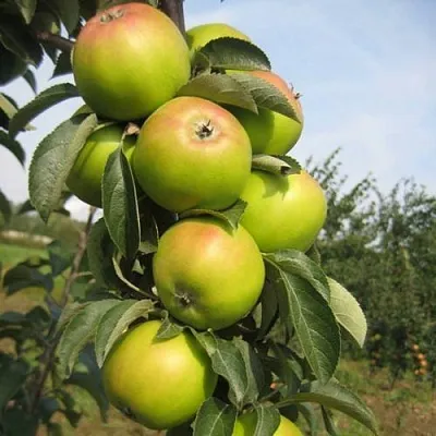 Яблоня ЛУКОМОР колонновидная  Яблоня ЛУКОМОР колонновидная в Орше