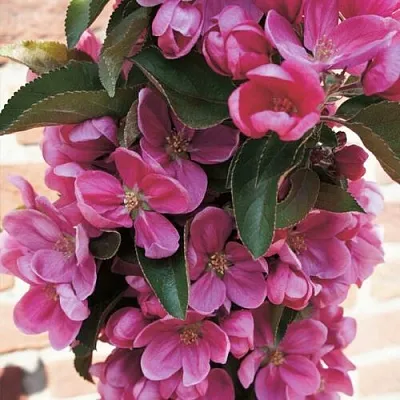 Яблоня ЗЕЛЁНЫЙ БУКЕТ декоративная  Яблоня ЗЕЛЁНЫЙ БУКЕТ декоративная в Орше