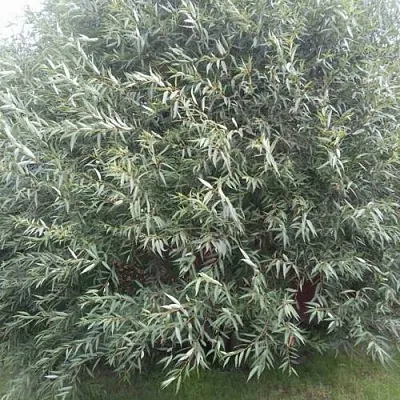 Ива СЕРЕБРИСТАЯ  Ива СЕРЕБРИСТАЯ в Орше