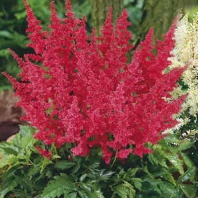 Астильба МОНТГОМЕРИ японская в Орше