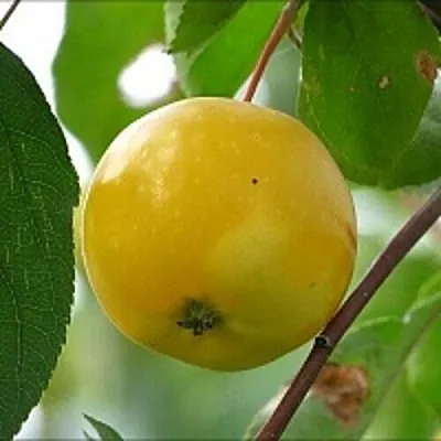 Яблоня КИТАЙКА ЖЁЛТАЯ колонновидная  Яблоня КИТАЙКА ЖЁЛТАЯ колонновидная в Орше