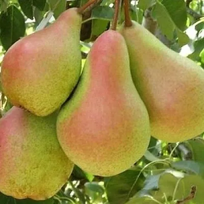 Груша ЛЕСНАЯ КРАСАВИЦА  Груша ЛЕСНАЯ КРАСАВИЦА в Орше