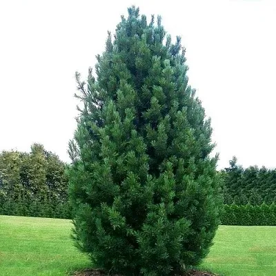 Сосна кедровая европейская  Сосна кедровая европейская в Орше