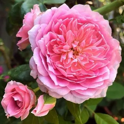 Роза ФРАНЦУЗСКОЕ ПЛАТЬЕ японская  Роза ФРАНЦУЗСКОЕ ПЛАТЬЕ японская в Орше